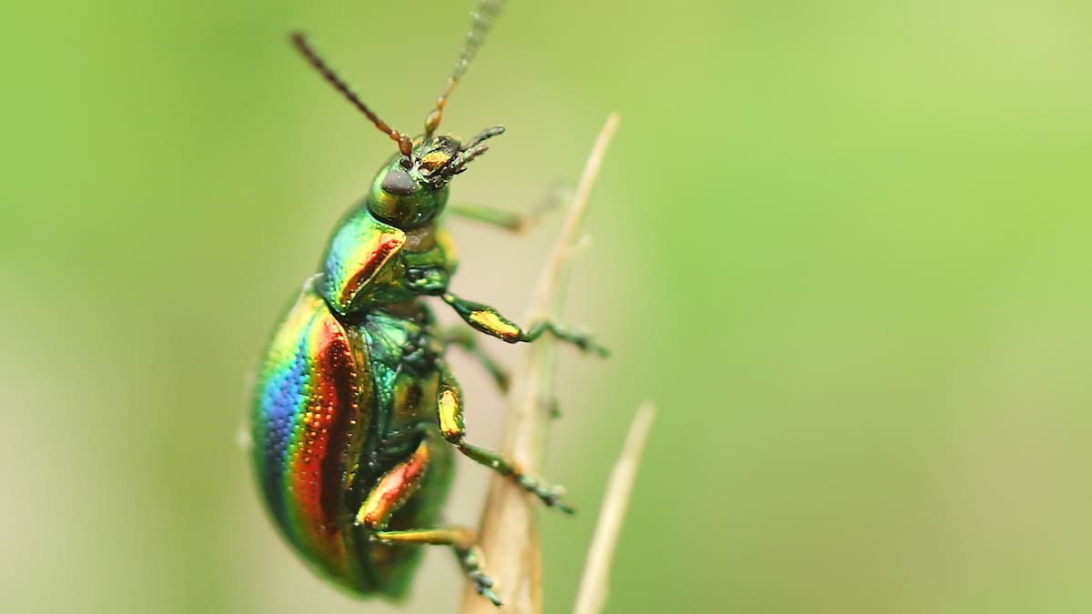 Escarabajos.