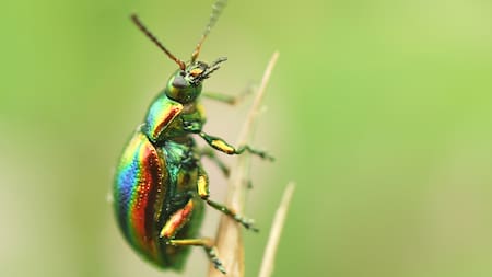 Si tenés escarabajos en tu casa puede significar algo muy importante, según el Feng Shui