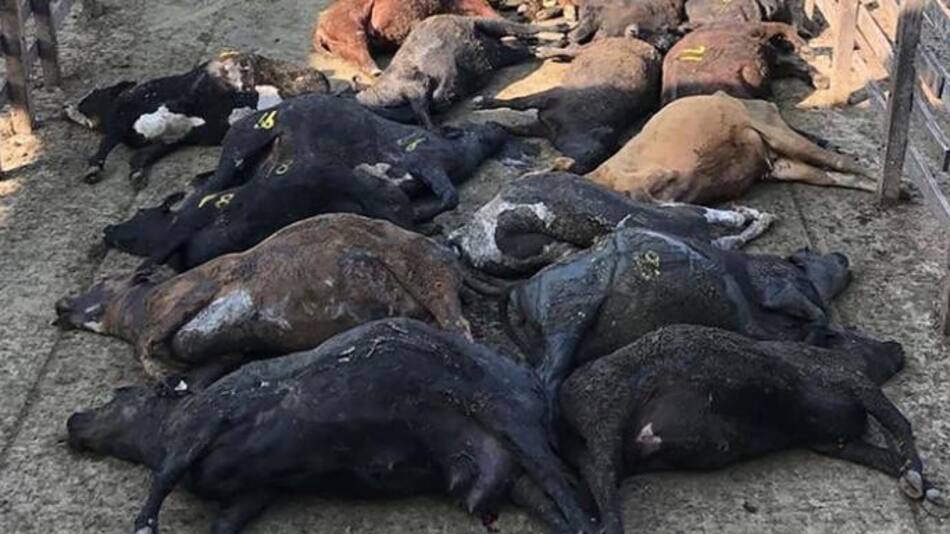 Muerte animales por ola de calor - Mercado de Liniers