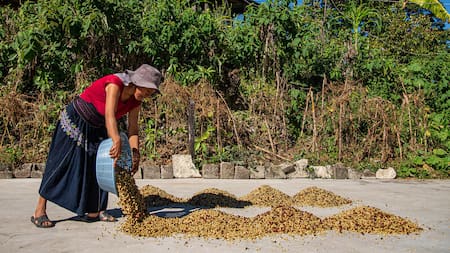 Cafetaleros del sur de México pierden hasta el 30 % de sus cosechas por crisis climática. Foto: EFE