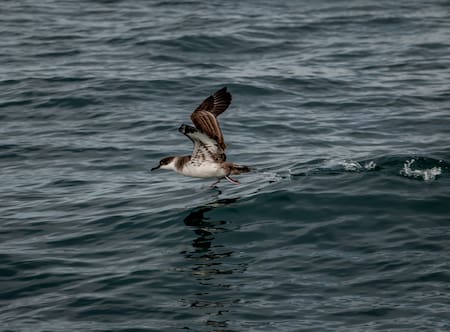 Pardela cenicienta. Foto: Unsplash.