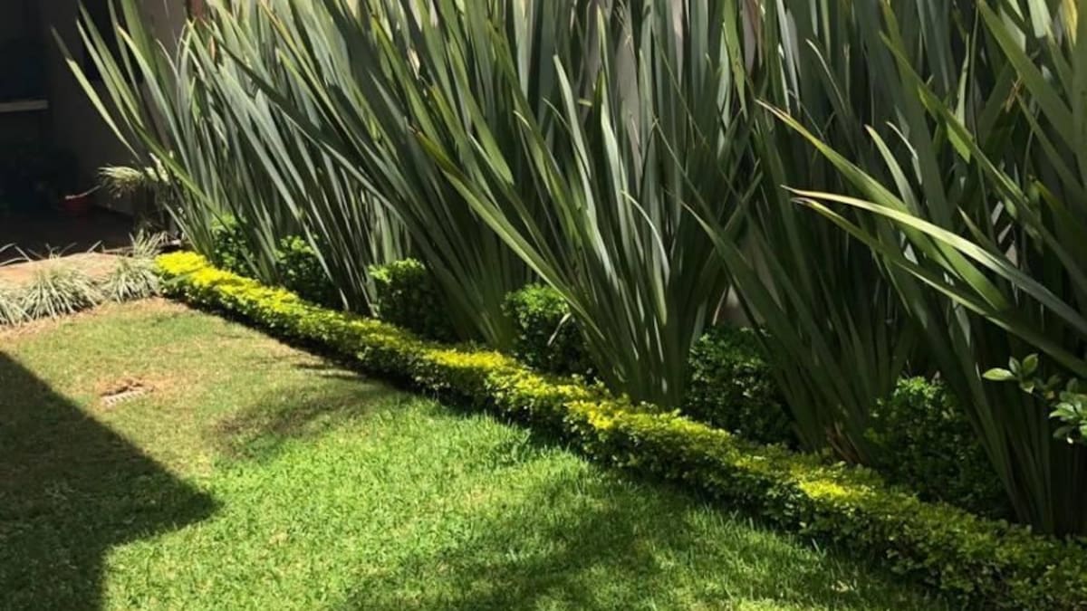 Lino de Nueva Zelanda: guía práctica para detectar y controlar a tiempo las plagas que pueden afectar a la planta