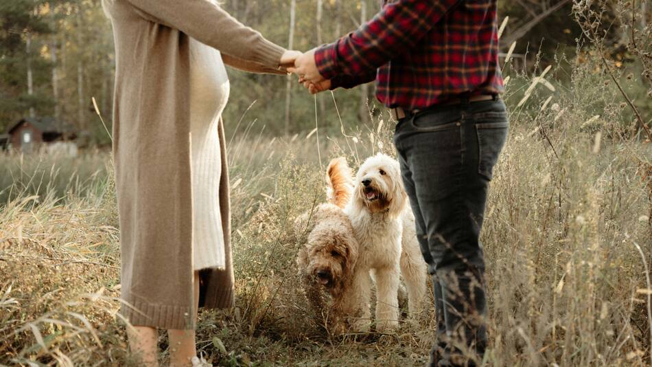 Los perros detectan los embarazos antes que nadie. Foto: Unsplash.