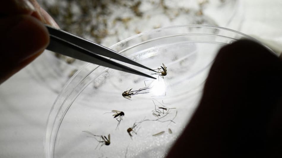 Investigan el esperma del mosquito. Fuente: Noticias Ambientales