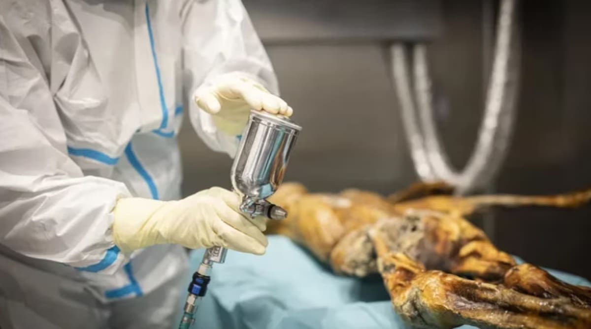 Cadáver momificado de Ötzi, el Hombre de Hielo de los Alpes. Foto: South Tyrol Museum of Archaeology.