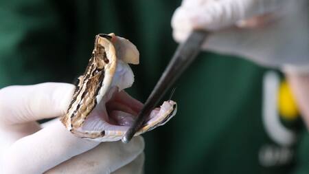 Avance científico en Corrientes. Foto: Télam