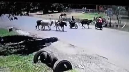 YouTube viral: patada de una vaca a una motociclista es furor en redes