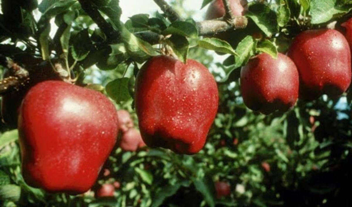Manzanas