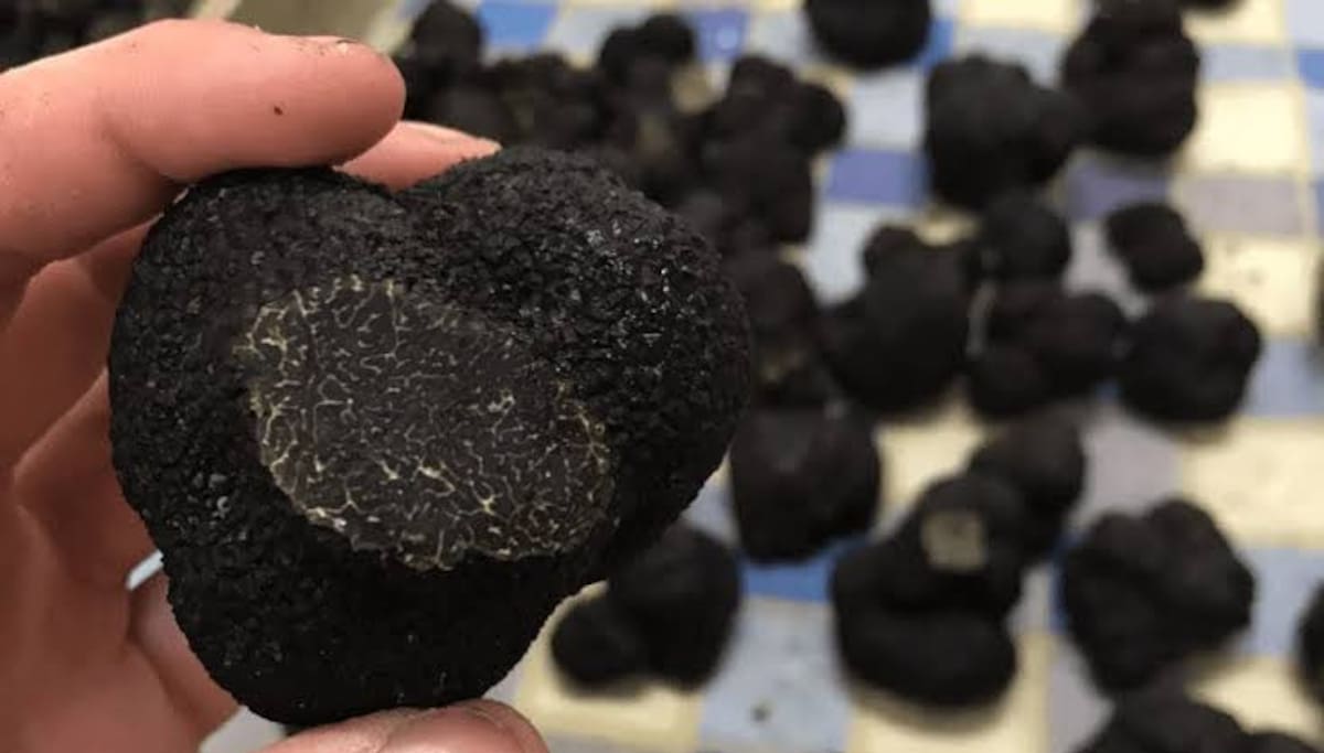 Considerada el "diamante negro" de la gastronomía, la trufa negra se cultiva en establecimientos de Chillar.