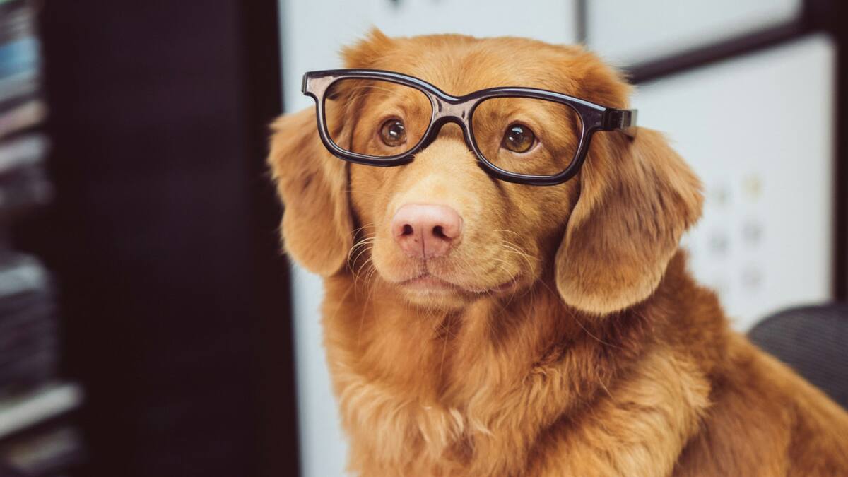 Perros. Foto: Unsplash