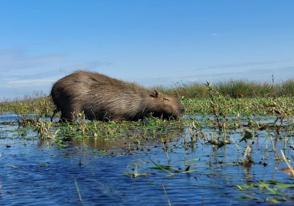 Voluntariado en Iberá