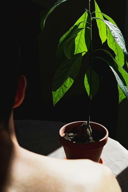Planta de palta. Fuente: Unsplash
