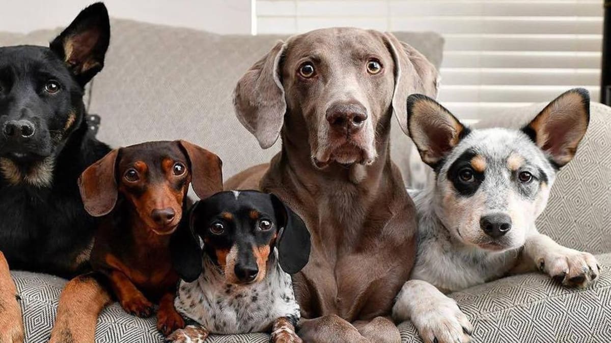 Perros, estudio