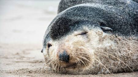 Lobos marinos subantárticos. Foto: X