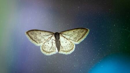 Polilla. Foto: Unsplash.