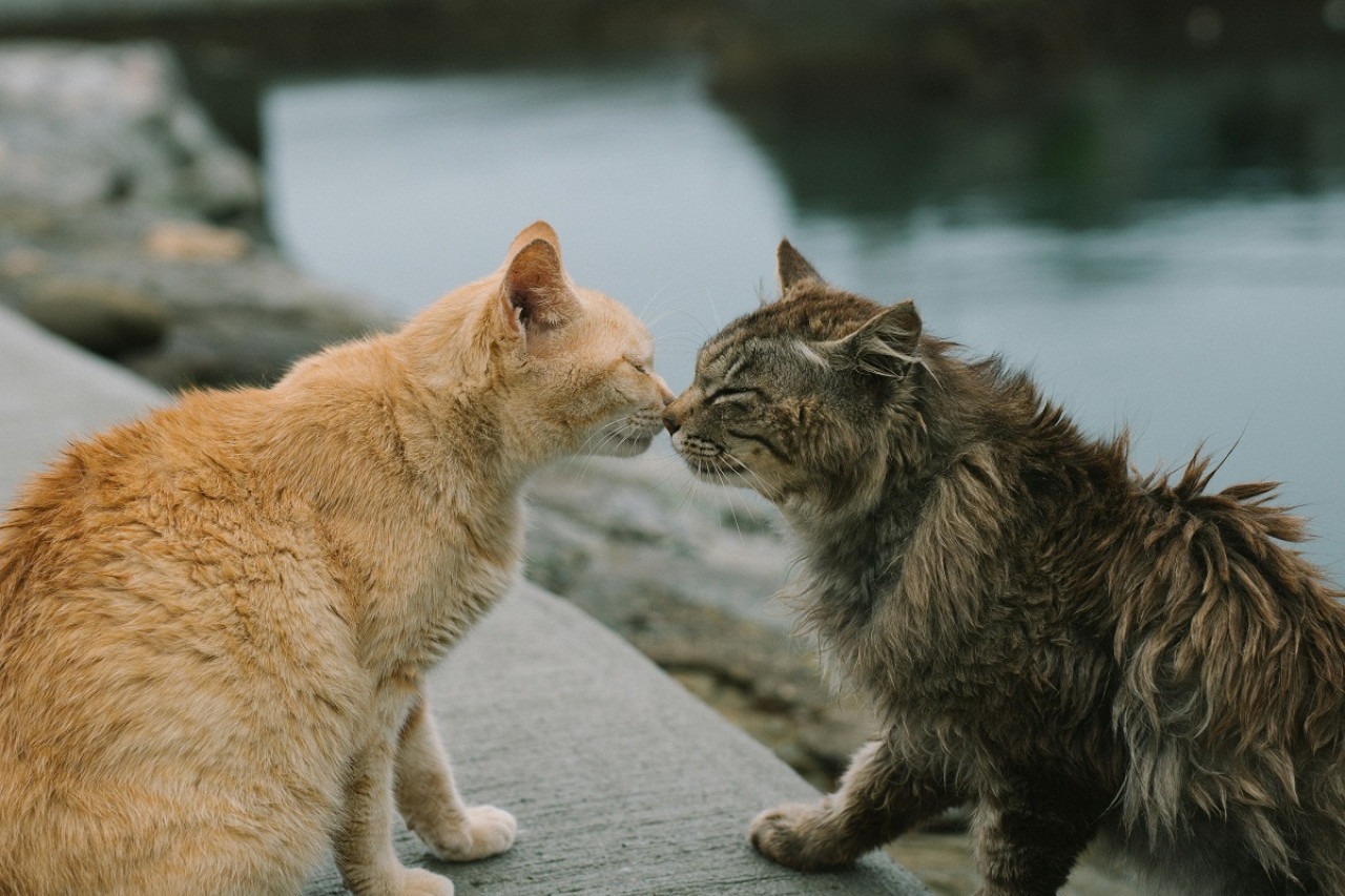 Gatos; felinos; mascotas. Foto: Unsplash.