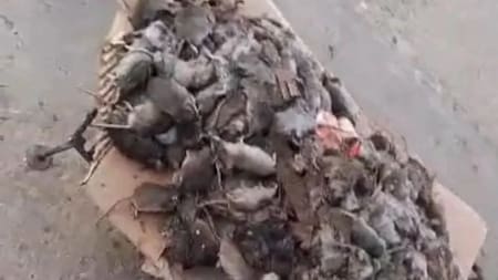 Invasión de ratas en Santa Fe. Foto: NA