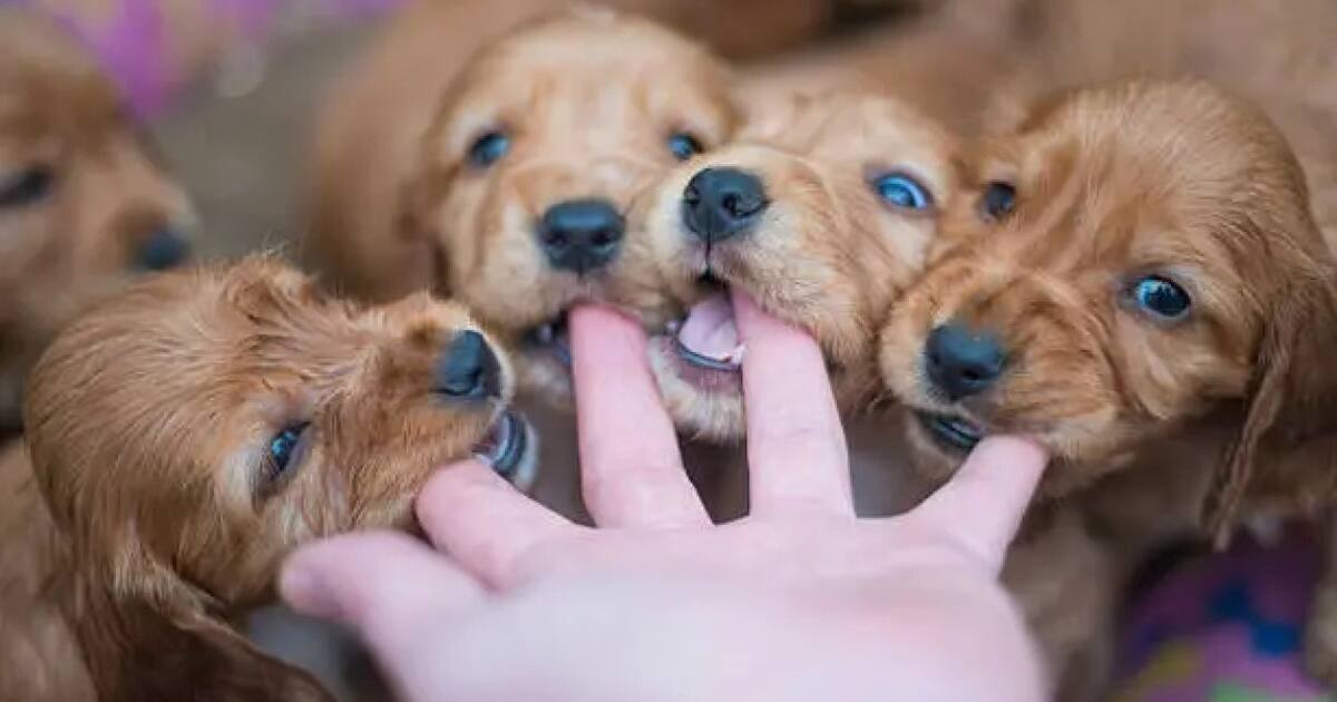 Googie Perro Un animal fiel y memorioso: cuánto tiempo puede acordarse un perro de ...