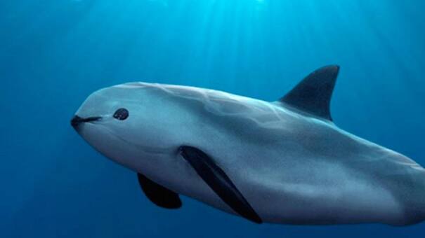Por qué es importante conservar a la vaquita marina, uno de los mamíferos acuáticos más sorprendentes