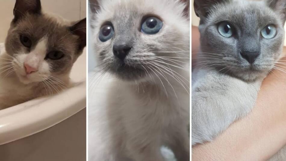 Gatos, mascotas, Ciel