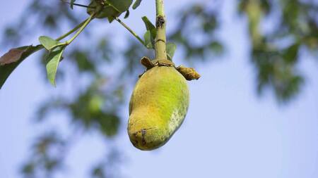Baobab, fruto. Foto: X