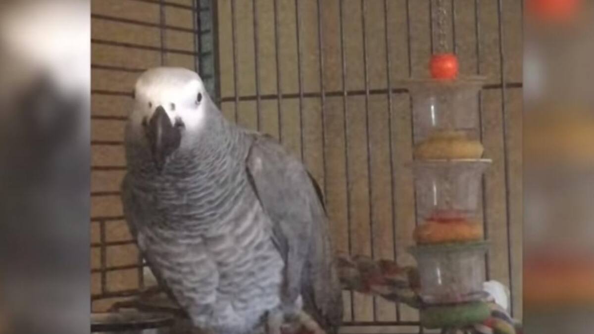 Loro, animal, ave