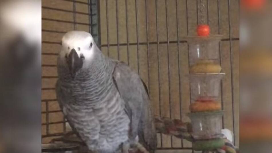 Loro, animal, ave