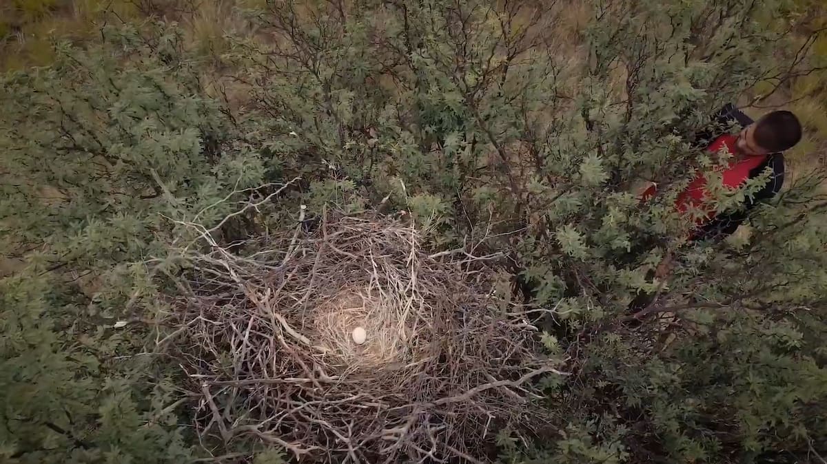 Encontraron muerta a un águila coronada y sospechan que fue víctima de cazadores furtivos.
