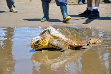 Rescate y liberación de tortuga marina. Fuente: Noticias Ambientales