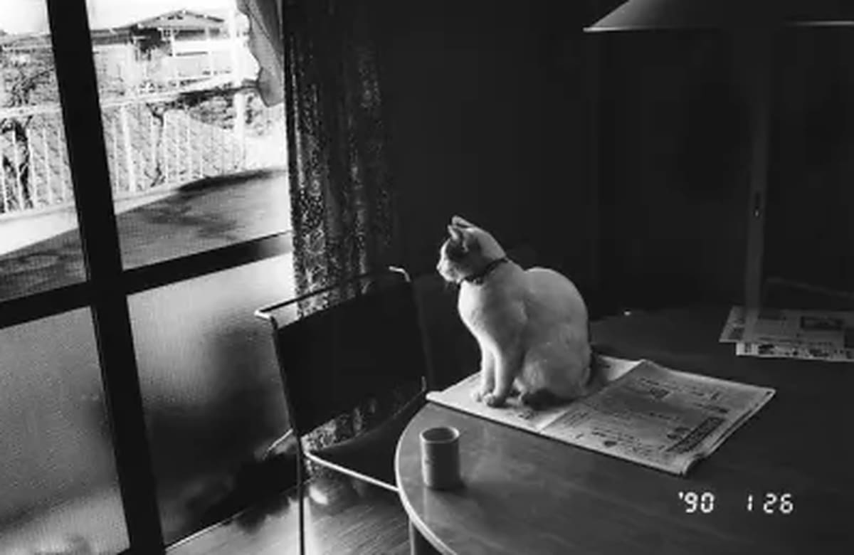 El fotógrafo japonés Nobuyoshi Araki retrató durante 22 años a Chiro, la gata que llegó a su hogar por iniciativa de su esposa Yoko. Tras perder a ambas, encontró en las fotografías una manera de conservar sus recuerdos.