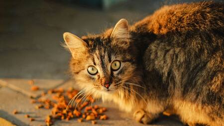 Gatos, comida. Fuente: Unsplash