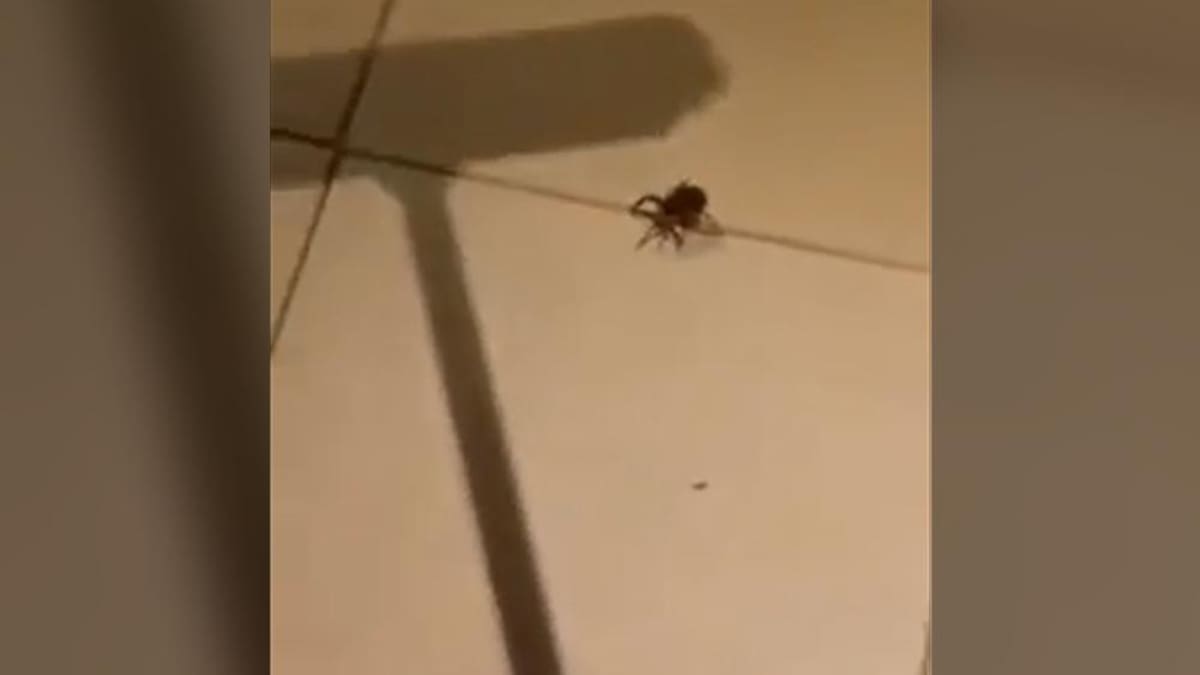 Araña aplastada con una escoba