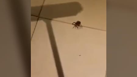 Video insólito: aplastó una araña con su escoba y esto es lo que sucedió