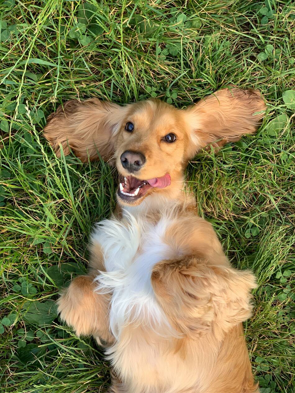 Perros. Foto Unsplash.