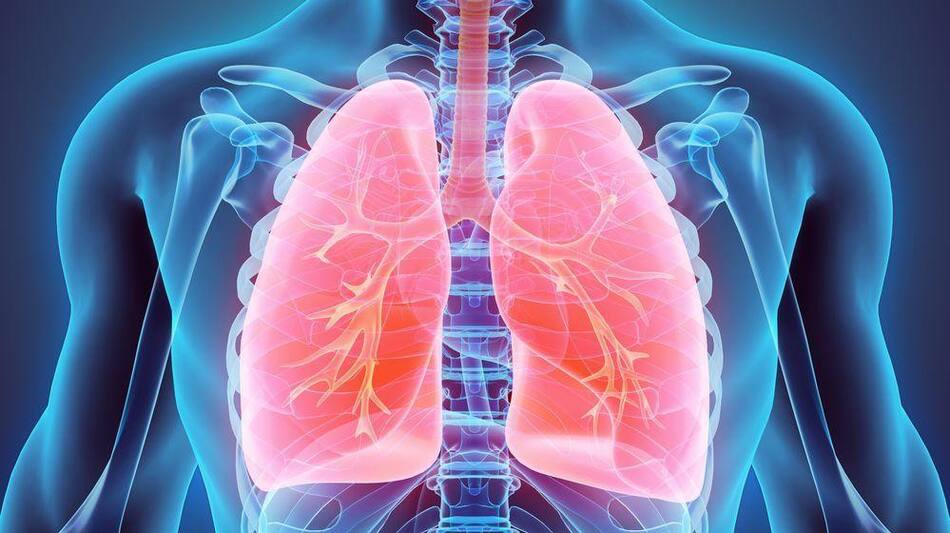 Pulmones