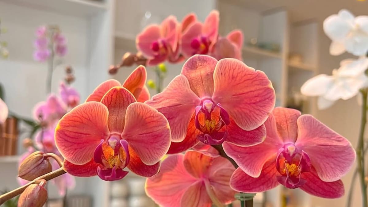 Orquídeas.