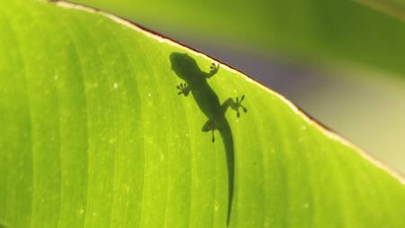 815 nuevas especies descubiertas en 2023. Foto: Unsplash.