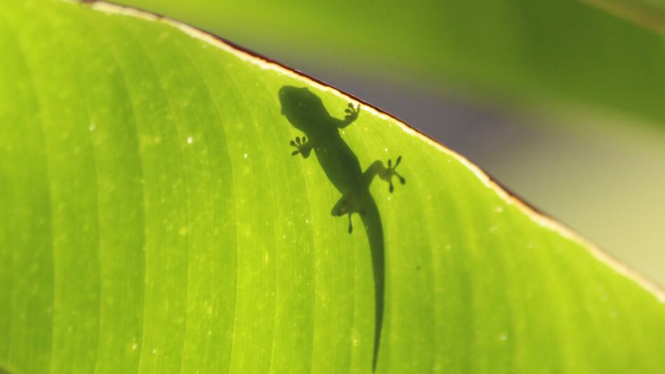 815 nuevas especies descubiertas en 2023. Foto: Unsplash.