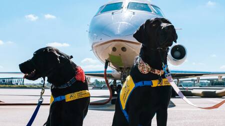 Viajar con perros. Foto: Unsplash