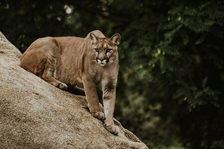 Puma, animal. Foto: Unsplash.