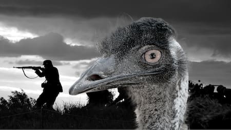 “Guerra del Emú" en Australia.