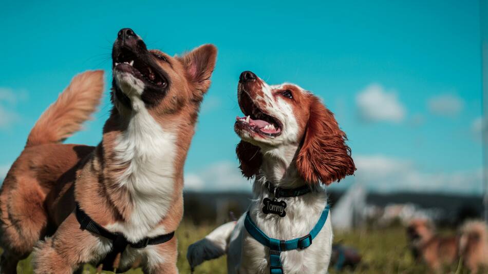 La morfología de los perros influye en su esperanza de vida. Foto: Unsplash.