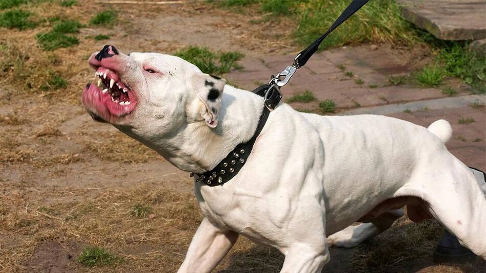 Pitbull