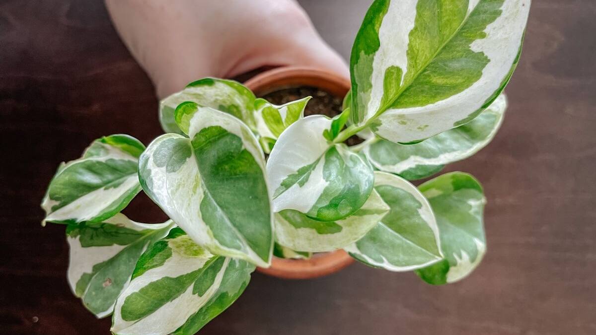 Cómo cuidar el potus N’Joy: guía completa de la planta ideal para ambientes pequeños y oficinas
