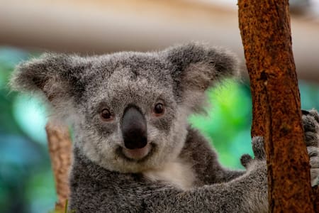 Koalas. Foto: Unsplash