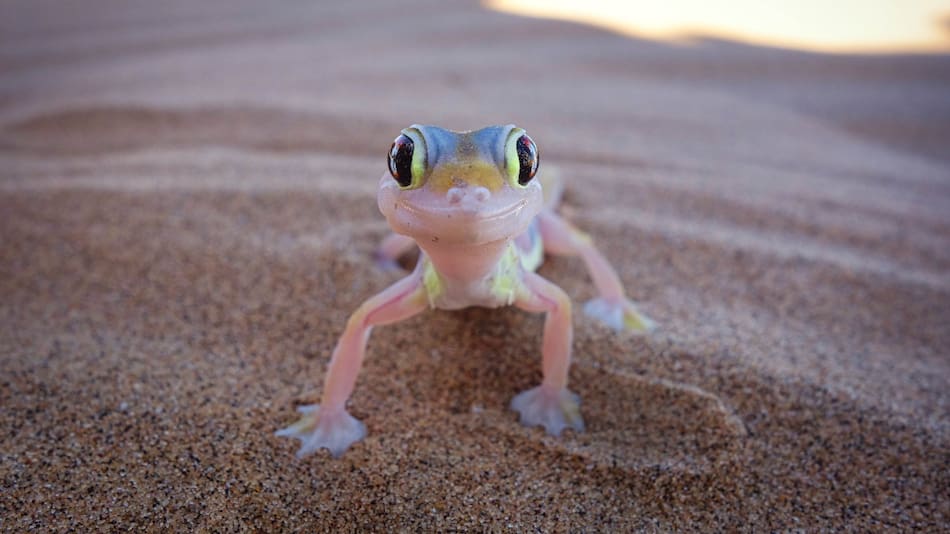 Qué quiere decir que aparezcan lagartijas en tu casa. Foto: Unsplash