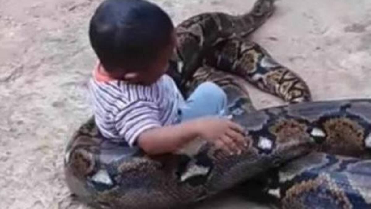 Video viral - nene jugando con serpiente