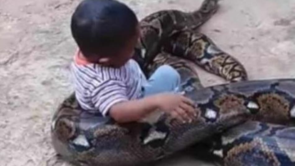 Video viral - nene jugando con serpiente