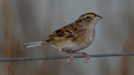 Chingolo de ceja amarilla. Foto: Wikipedia.