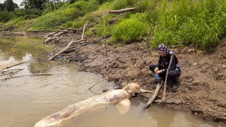 Las cinco especies conocidas de delfines de río ya forman parte de la Lista Roja de la UICN y están en peligro de extinción. Foto: Unsplash.